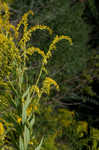 Canada goldenrod